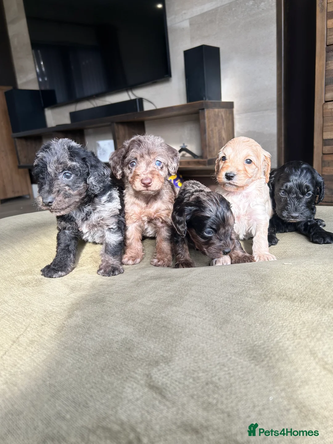 Cavapoo dogs for sale: Cavapoo puppies - Advert 5