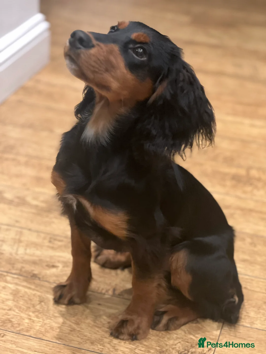 Cocker Spaniel dogs for stud: Champion bred Working cocker spaniel stud dogs  in Middlewich - Advert 19