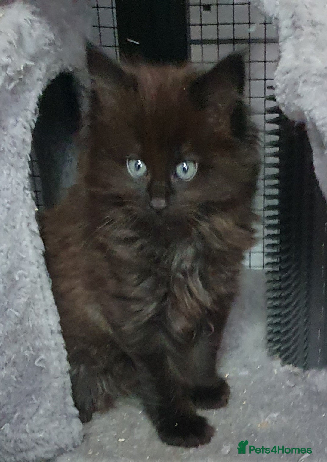 Maine Coon cats STUNNING FULL XL MAIN COONS  - Advert 1