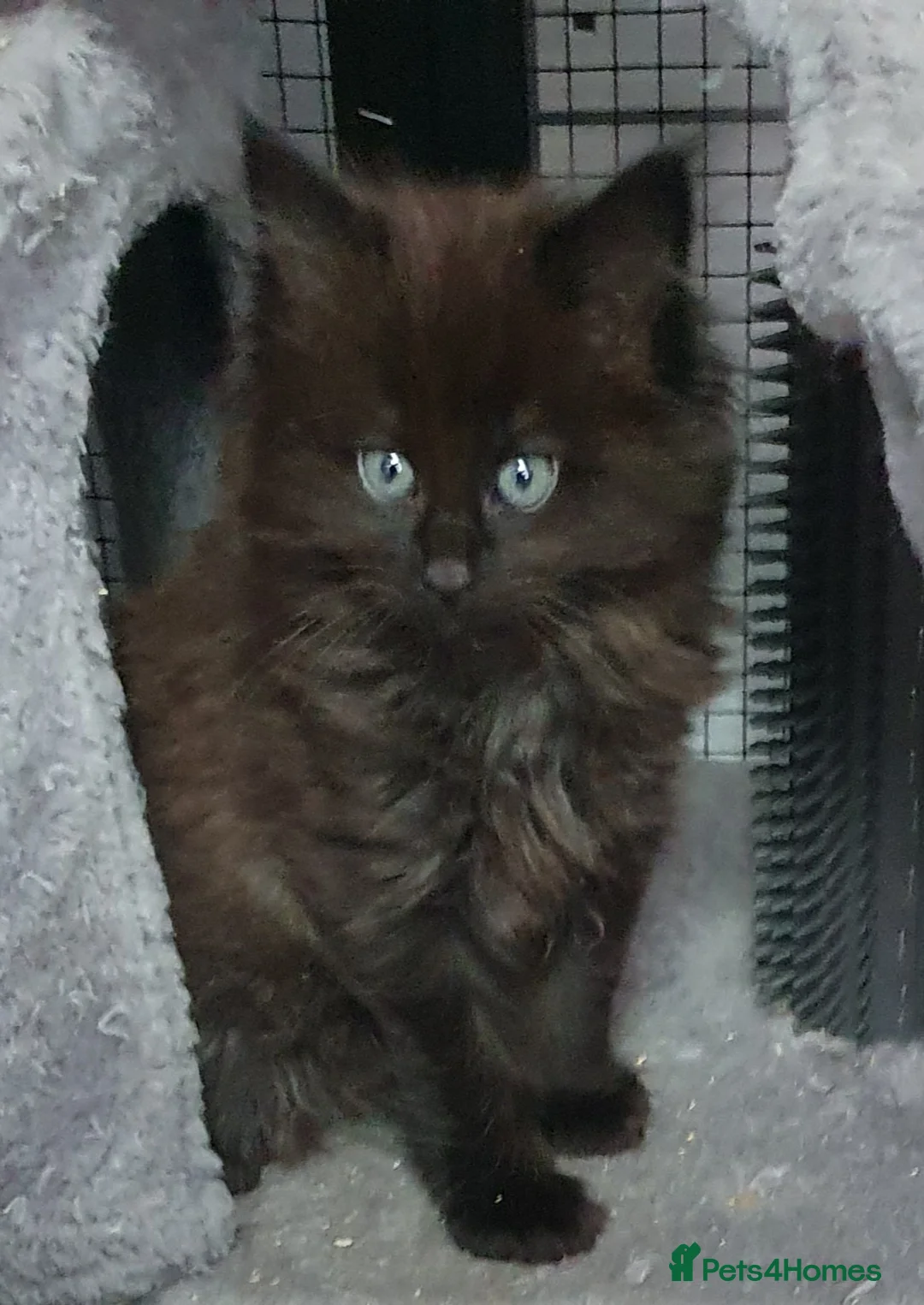 Maine Coon cats for sale: STUNNING FULL XL MAIN COONS  in Trimdon Station - Advert 1