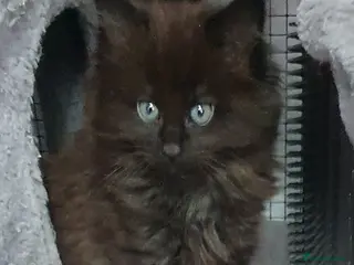 Maine Coon cats STUNNING FULL XL MAIN COONS - Advert 6
