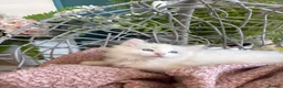 Ragdoll cats for sale: TICA & GCCF pedigree ragdoll kittens - Advert 8