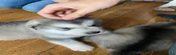 Alaskan Malamute dogs for stud: Alaskan Malamute for Stud   in Oldham - Advert 23