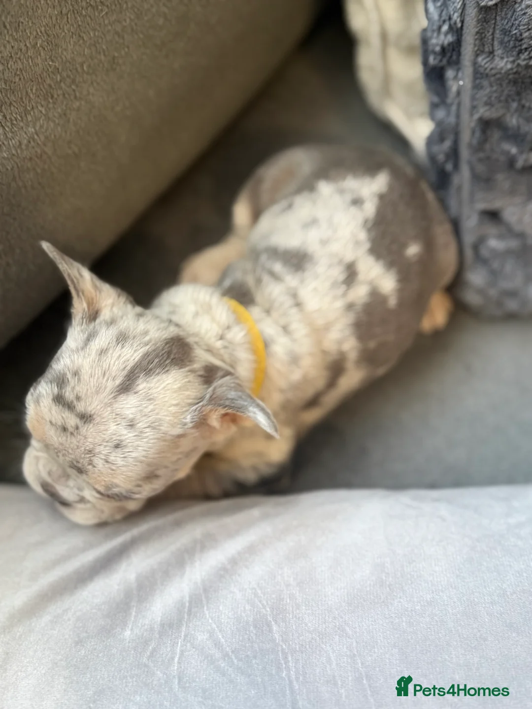 French Bulldog dogs for sale: Vaccine and Micro Chipped French Bulldog Puppies - Advert 26