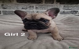 French Bulldog dogs for sale: French Bulldog puppies  - Image 10