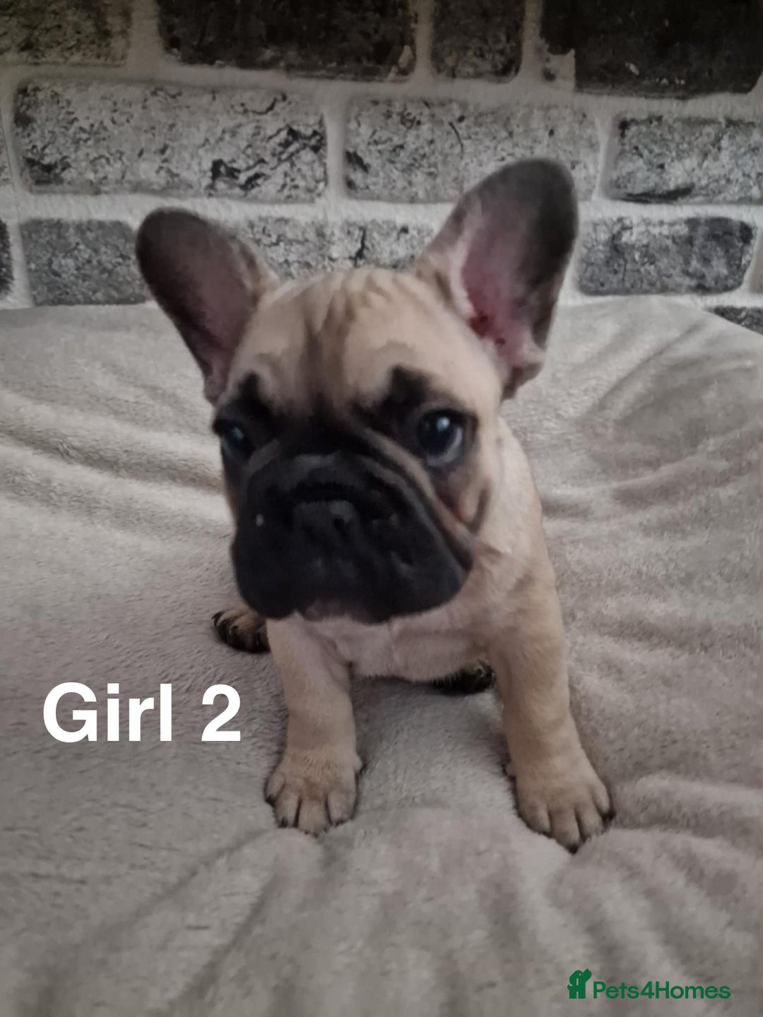 French Bulldog dogs for sale: French Bulldog puppies  - Image 10