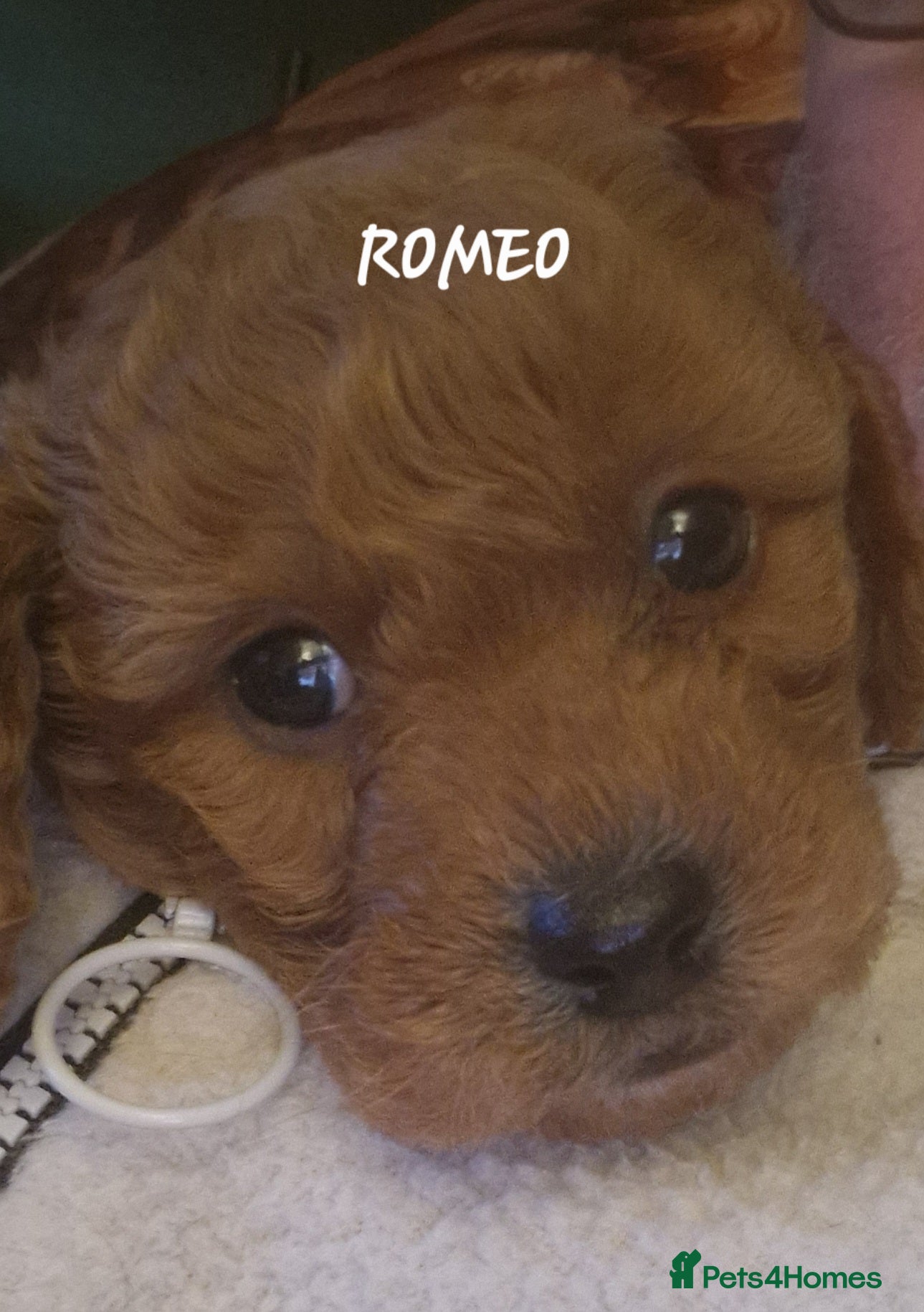 Cavapoo dogs Cavapoo's FB3 Fox red - Advert 4