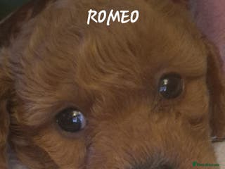 Cavapoo dogs Cavapoo's FB3 Fox red - Advert 4