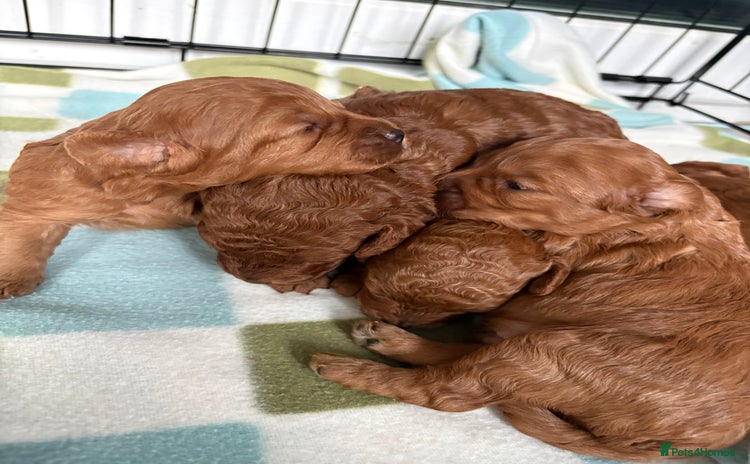 Cavapoo dogs FB1 cavapoo - Advert 11