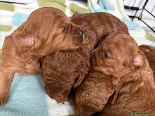 Cavapoo dogs FB1 cavapoo - Advert 17