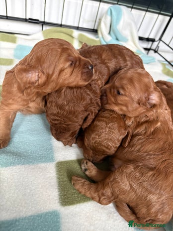 Cavapoo dogs FB1 cavapoo - Advert 11