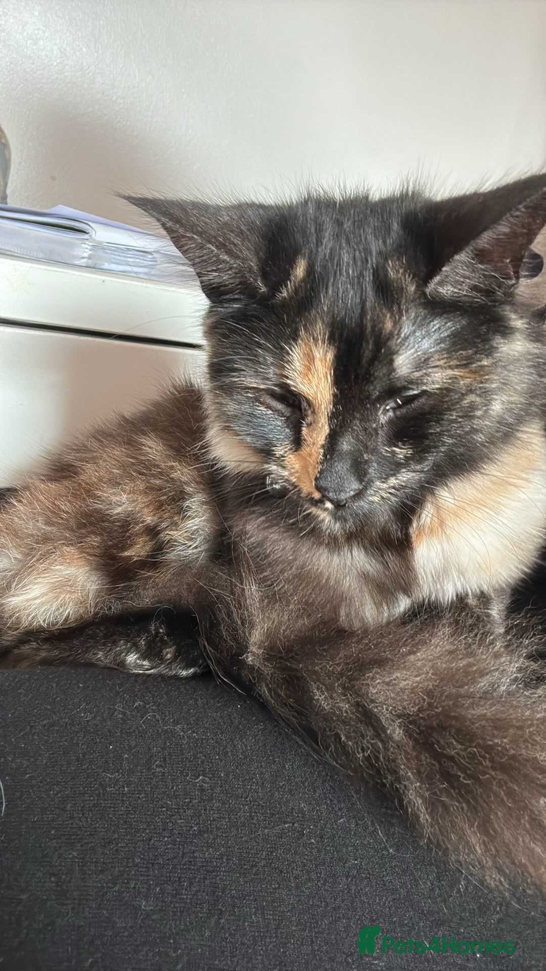 Mixed Breed cats for sale: 1 female cat for free - Image 4