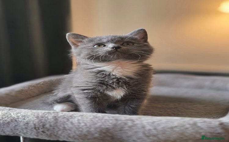 Mixed Breed cats - Advert 2