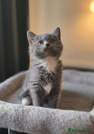 Mixed Breed cats - Advert 6