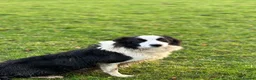 Border Collie dogs for sale: 5 beautiful, playful bordercollie puppies - Advert 1