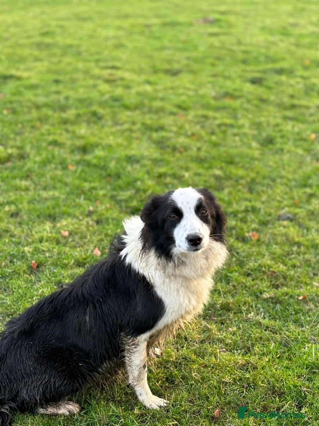 Border Collie dogs for sale: 5 beautiful, playful bordercollie puppies - Advert 1