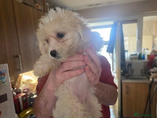 Cavachon dogs - Advert 2