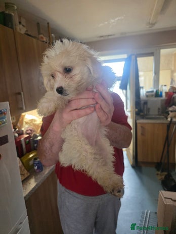 Cavachon dogs - Advert 3