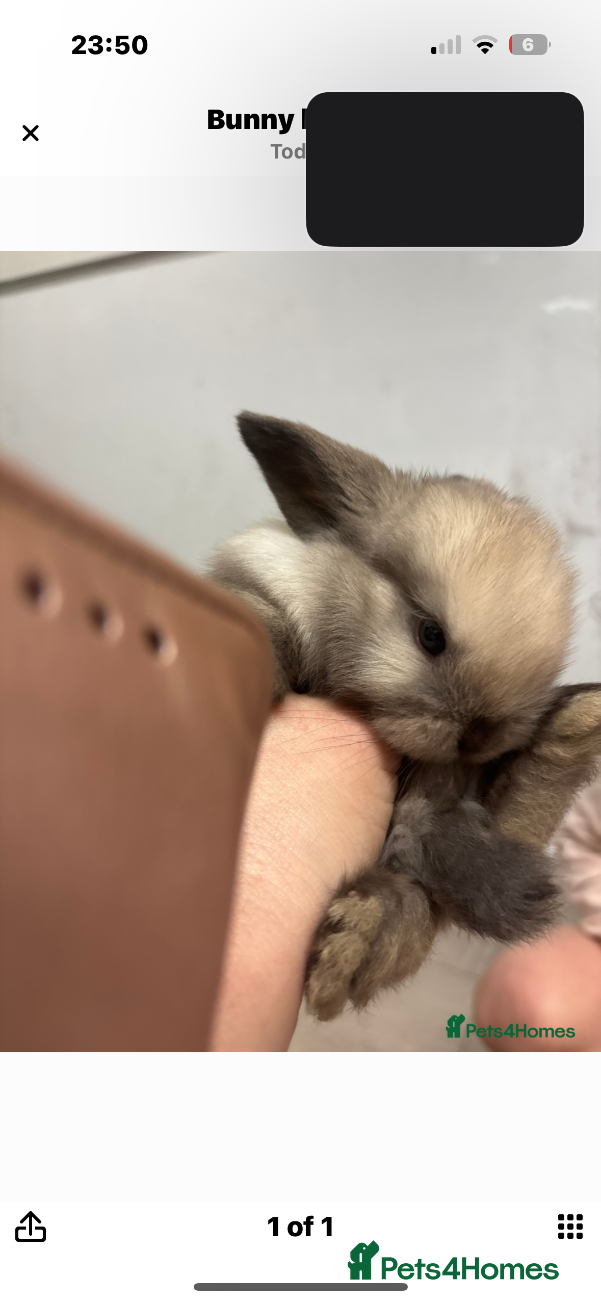 Mini Lop rabbits Pure bred friendly handled daily  mini lops. - Advert 17
