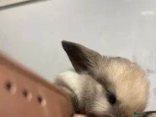 Mini Lop rabbits Pure bred friendly handled daily mini lops. - Advert 17