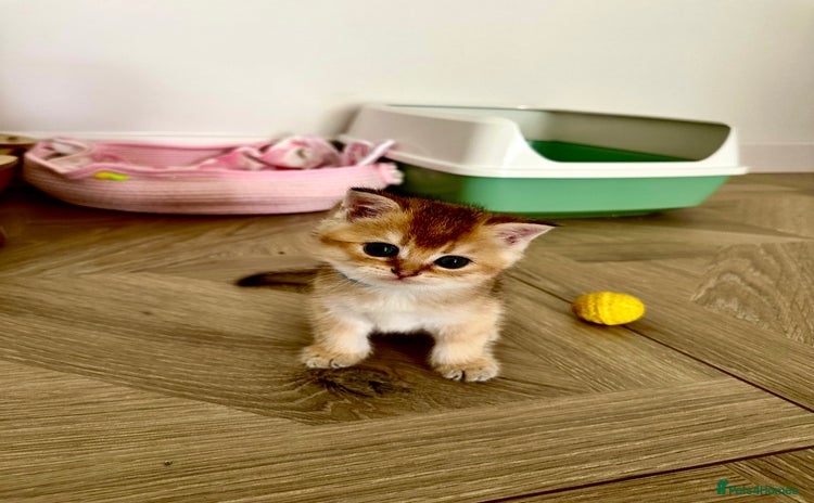 British Shorthair cats - Advert 12