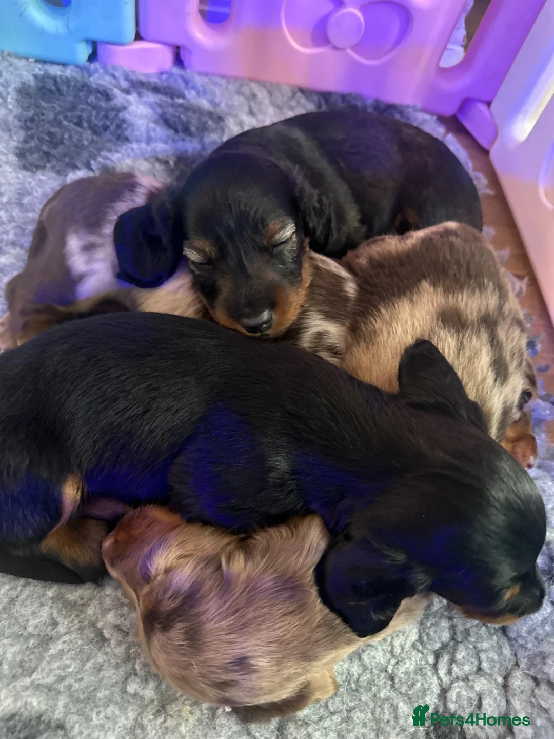 Miniature Dachshund dogs for sale: Long haired miniature daschunds  - Advert 1