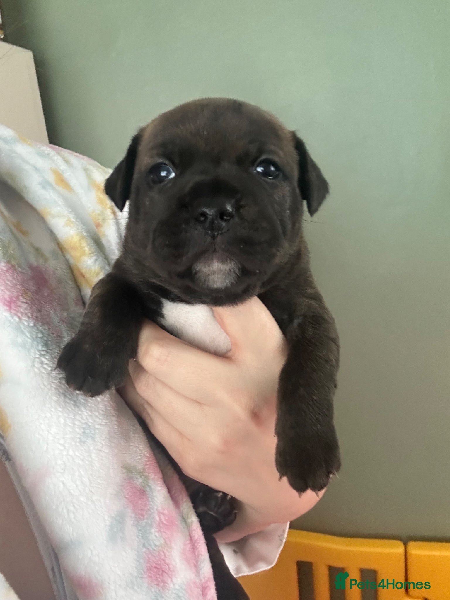 Staffordshire Bull Terrier dogs Staffordshire bull terrier puppies  - Advert 5