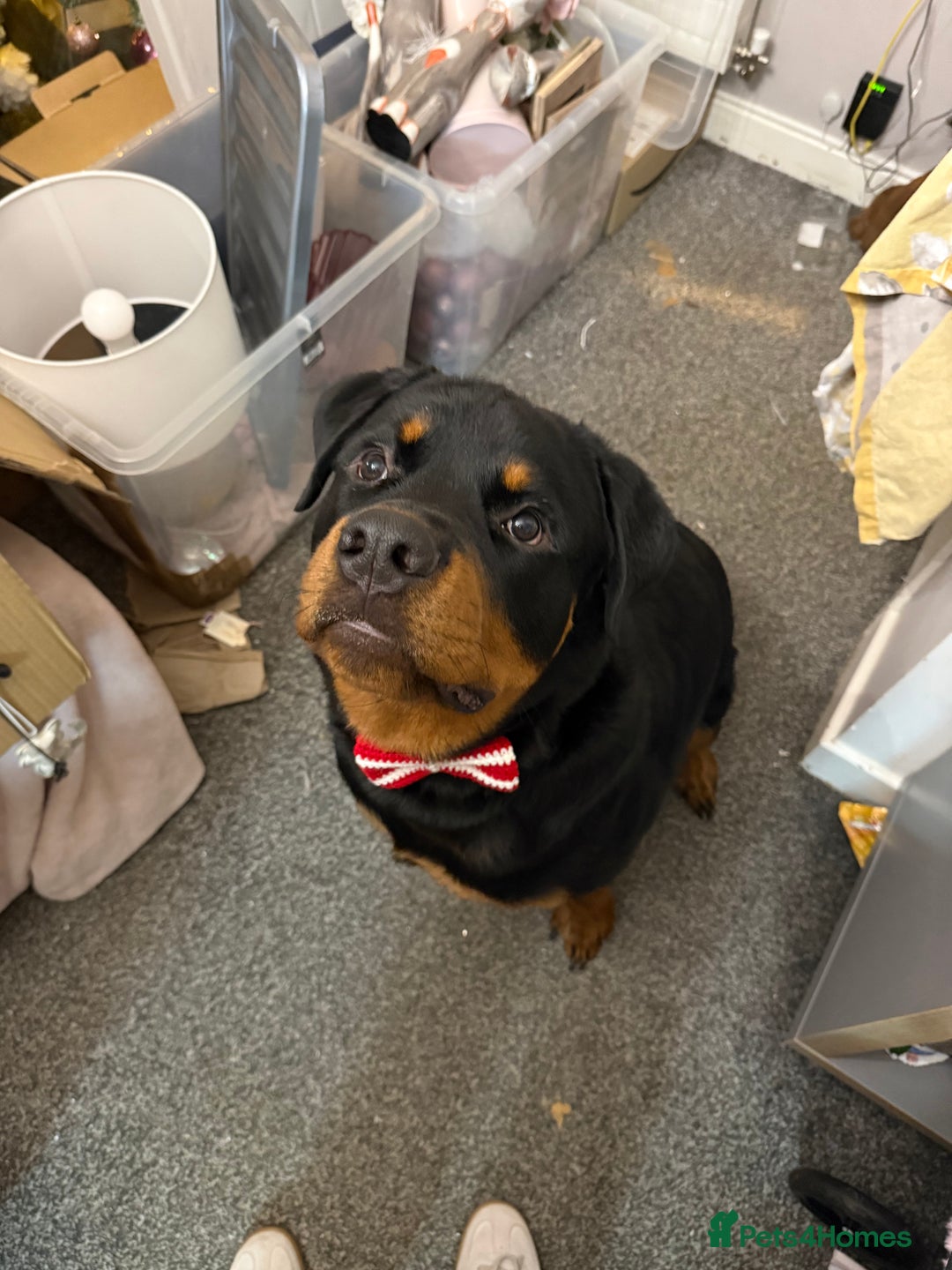 Rottweiler dogs for sale: Rottweiler pup for rehome - Advert 1