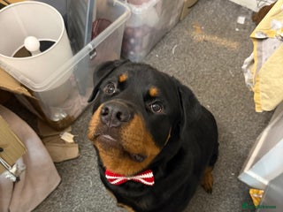 Rottweiler dogs Rottweiler pup for rehome - Advert 1