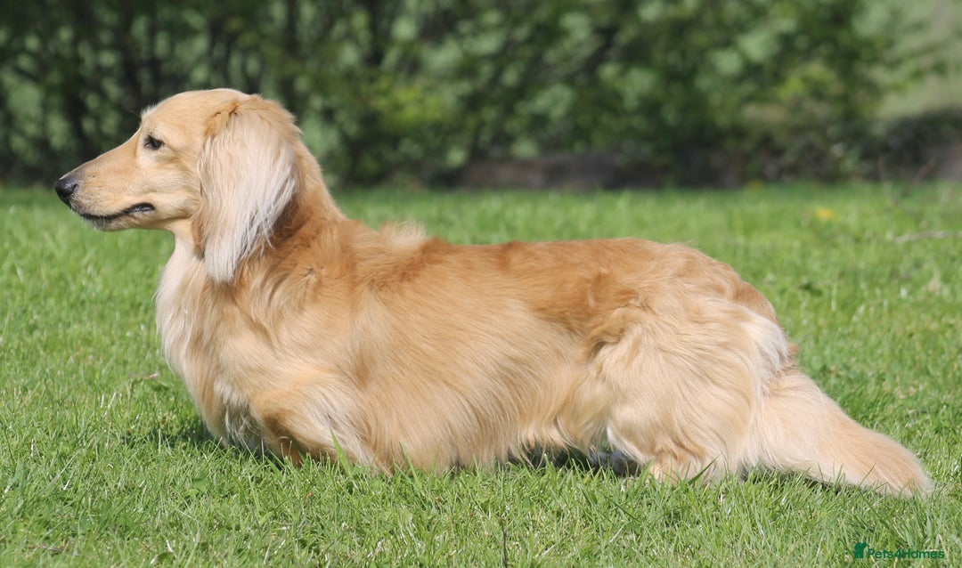 Miniature Dachshund dogs for stud:  Cream i/i long haired Miniature Dachshund  in Newton Abbot - Advert 19