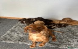 Cocker Spaniel dogs for sale: STUNNING COCKER SPANIEL PUPPIES  - Image 6