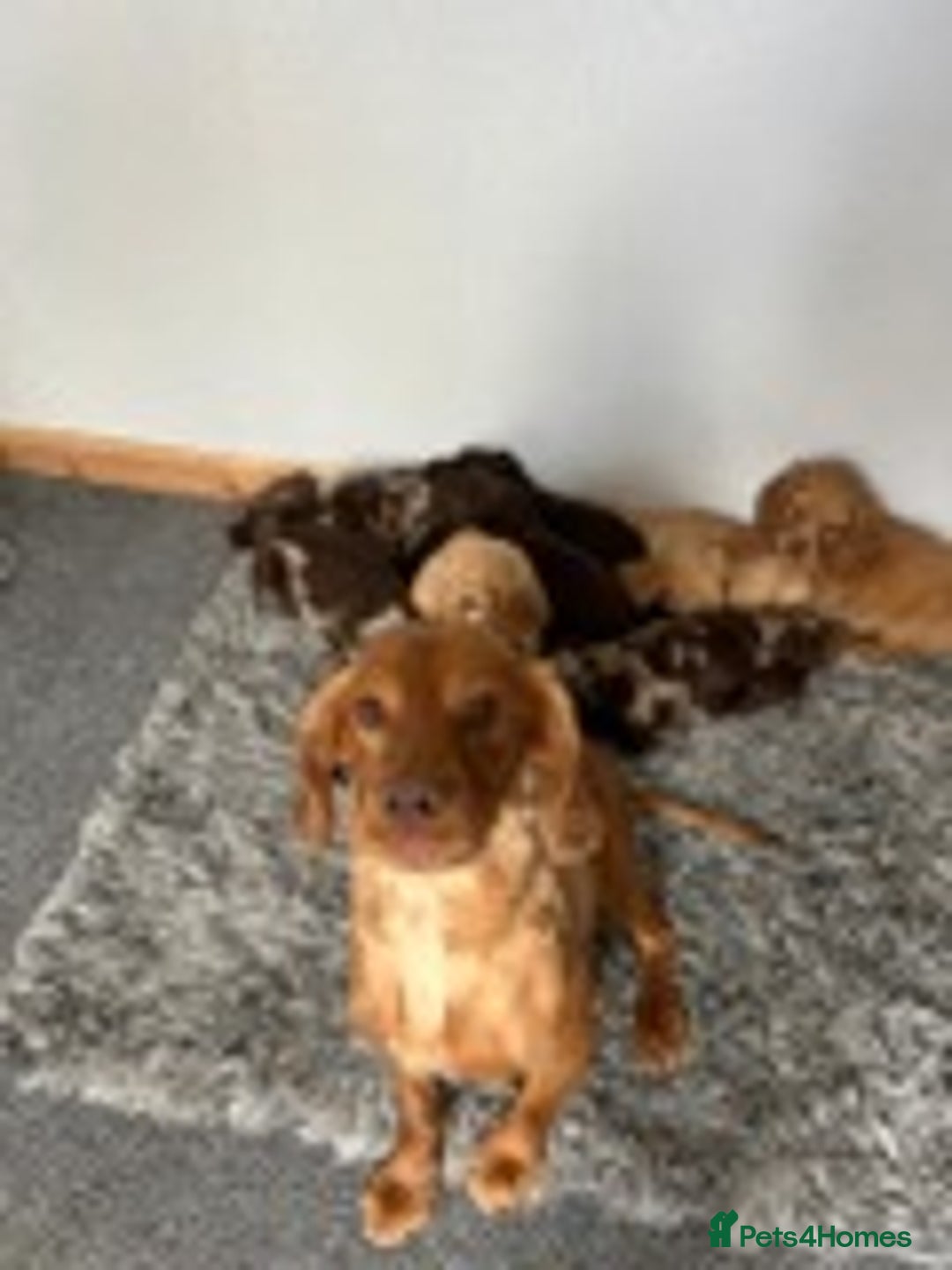 Cocker Spaniel dogs for sale: STUNNING COCKER SPANIEL PUPPIES  - Image 6