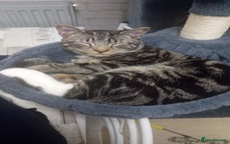 Mixed Breed cats for sale: Yuki- male - Image 1