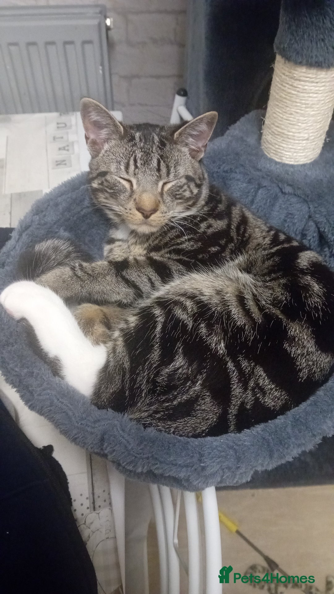 Mixed Breed cats for sale: Yuki- male - Image 1