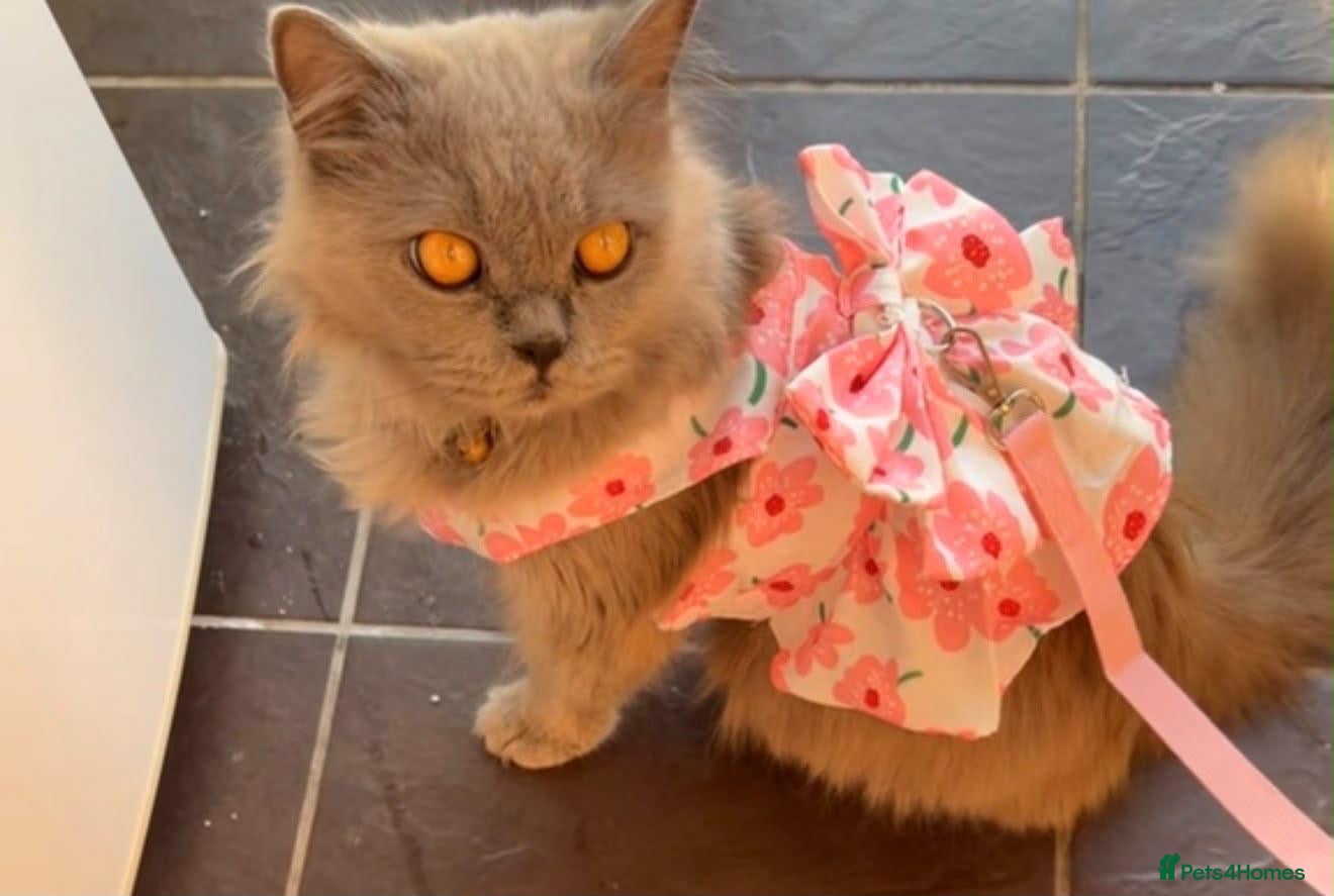 British Longhair cats Sarah  - Advert 1