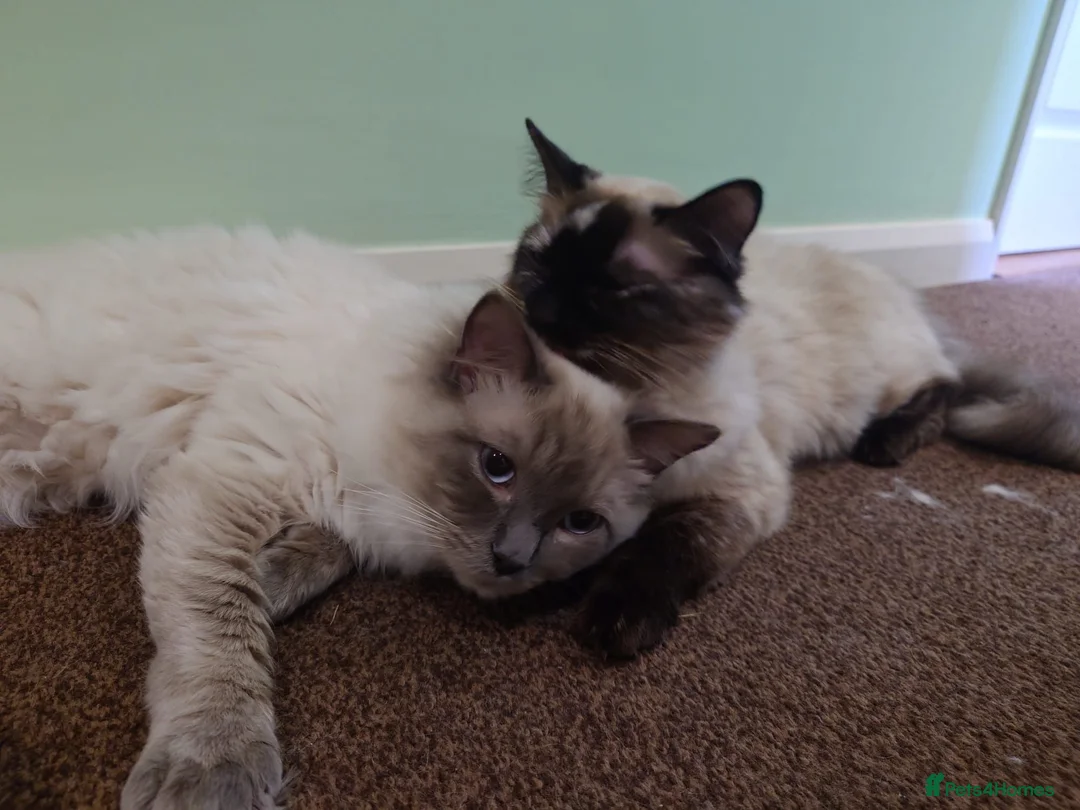 Ragdoll cats for sale: Cosmo - Advert 5