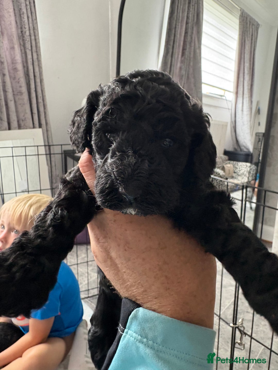 Cockapoo dogs for sale: F2 cockapoo puppies  - Image 2