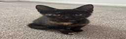 Domestic Shorthair cats for sale: Female kitten in Chatteris - Advert 3