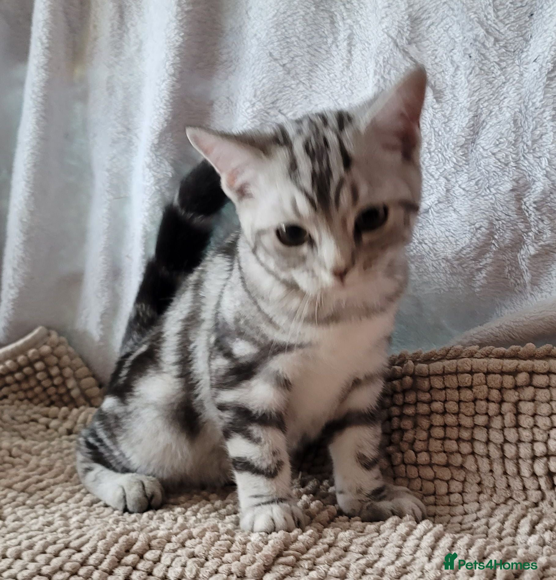 British Shorthair cats Beautiful kittens – 2 Boys & 2 Girls Ready Now  - Advert 2