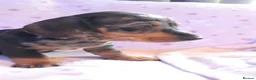 Dachshund dogs for sale: Beautiful dapple dachshunds  - Advert 4