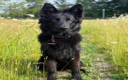 German Shepherd dogs for sale: German Shephard (Ky) for sale - Image 1