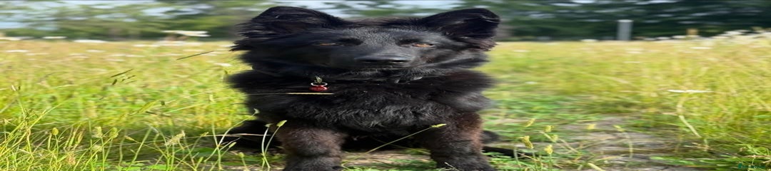 Ky (German Shephard)