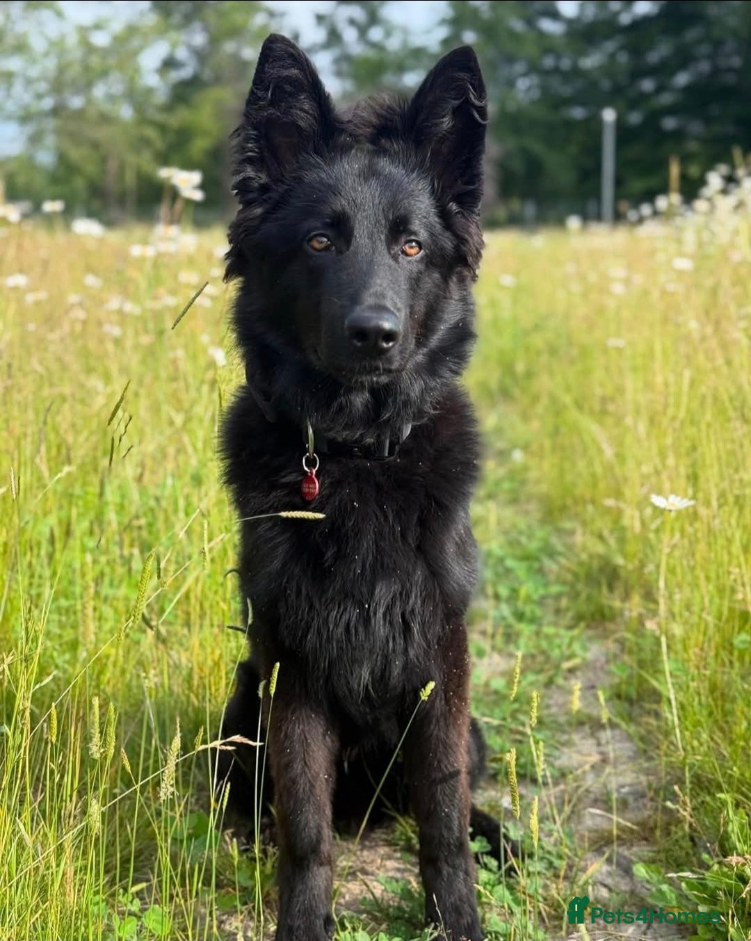 German Shepherd dogs for sale: German Shephard (Ky) for sale - Image 1