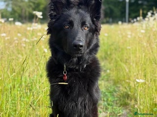 German Shepherd dogs - Advert 1