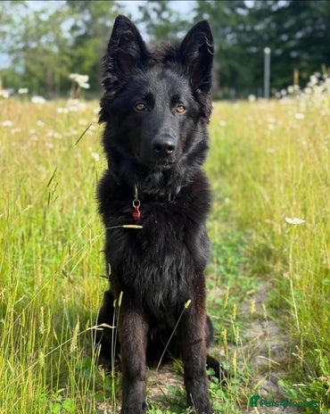 German Shepherd dogs - Advert 1