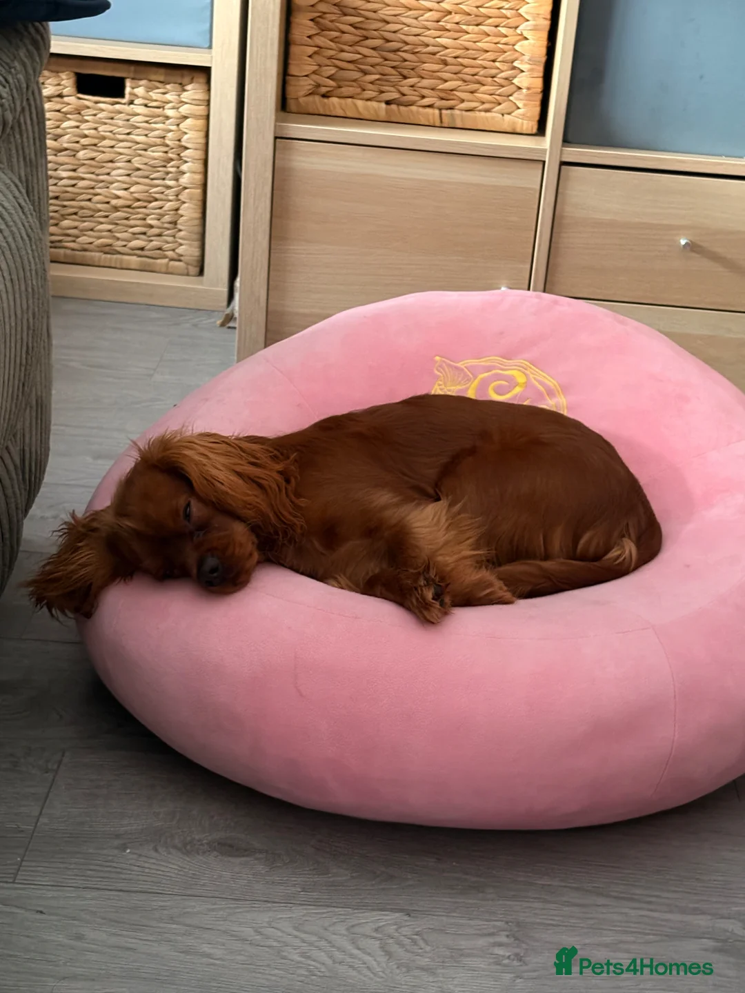 Cavalier King Charles Spaniel dogs for sale: Ozzy is is name  in Stoke-on-Trent - Advert 2