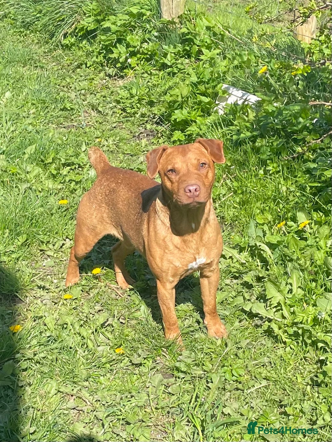 Patterdale Terrier dogs for sale: Quality Patterdale Pups - Advert 3