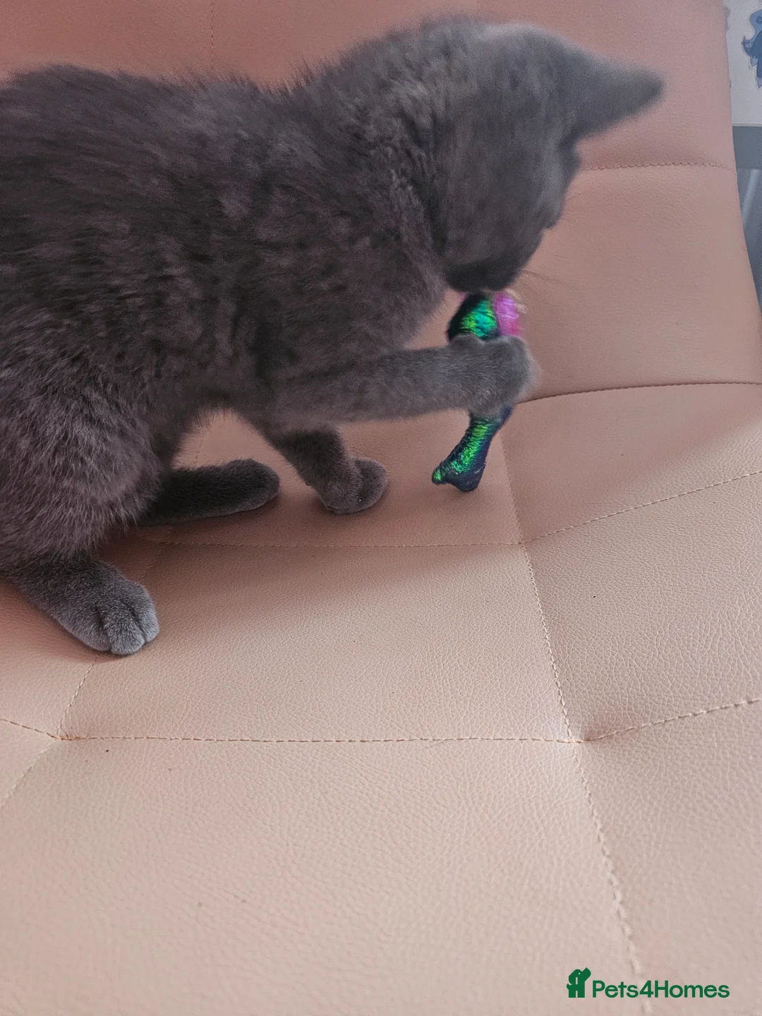 Mixed Breed cats for sale: ❤️ Stunning Silver Blue BSH Kittens ❤️ Ready now - Advert 2