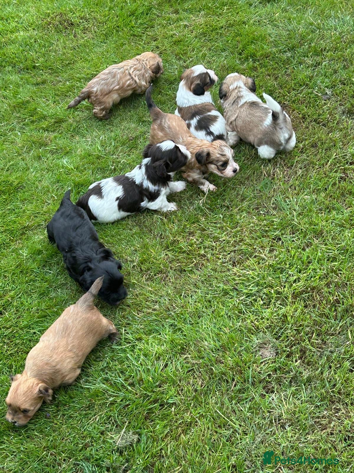 Havanese dogs 8 Exceptional colours KC reg Havanese puppies  - Advert 8