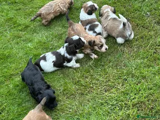 Havanese dogs 8 Exceptional colours KC reg Havanese puppies - Advert 16